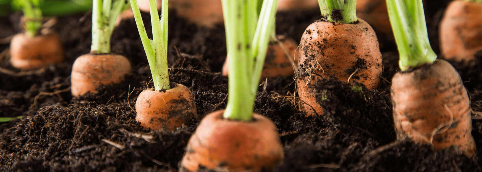 4 Winter Gardening Ideas - Nuleaf