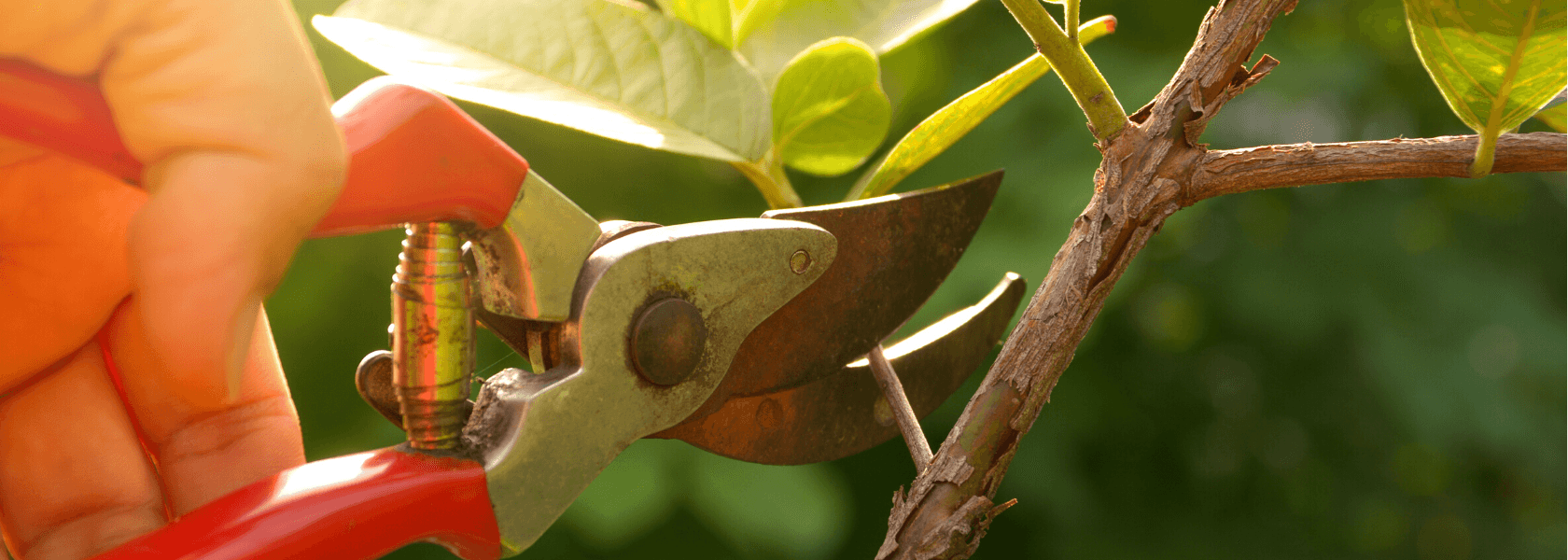 Pruning - What you need to know - Nuleaf