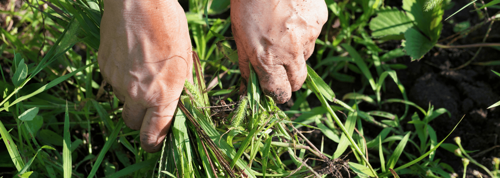 Weeding - Tips to Make Life Easy - Nuleaf