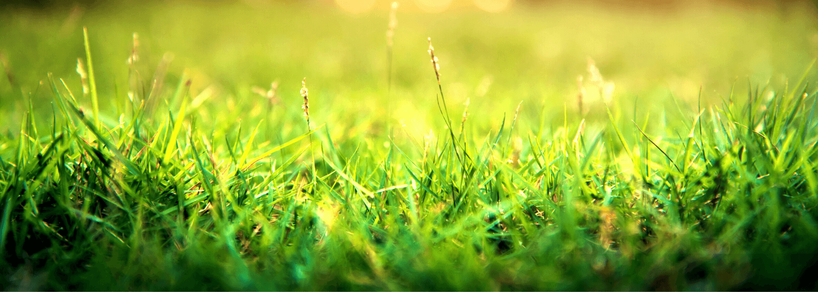 6 Steps to Make Your Grass Greener - Nuleaf