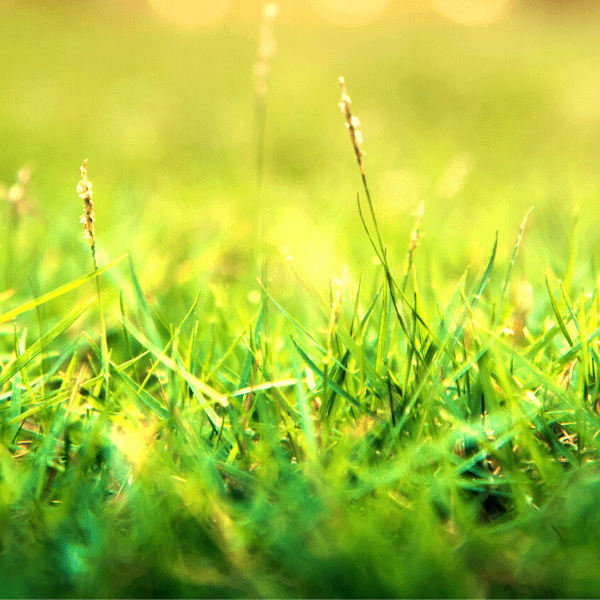 6 Steps to Make Your Grass Greener - Nuleaf